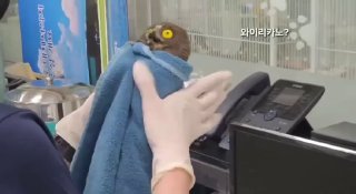 В Южной Корее показали необычный способ кормления спасённых совят