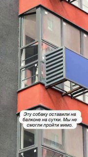 В Москве прохожие наняли альпиниста, чтобы спасти собаку, запертую на балконе в жару