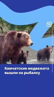 На Курильском озере на Камчатке медведицы привели медвежат на рыбалку