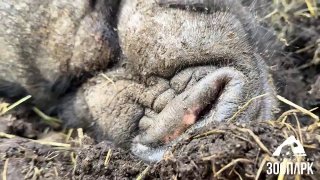 Сотрудники Челябинского зоопарка устроили спа-день вьетнамскому свину Графу
