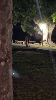 В сети показали видео с необычным гривистым волком из Южной Америки