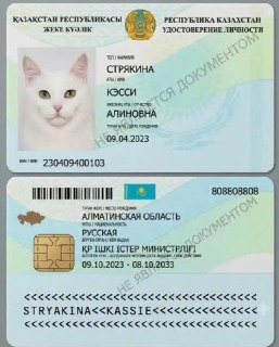 В Казахстане начали выдавать электронные паспорта котам