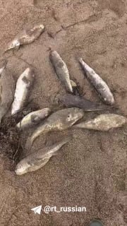 На Сахалине вместо кеты рыбаки выловили смертельно опасную фугу