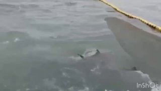 На Дальнем Востоке зафиксировано нашествие рекордных особей тунца