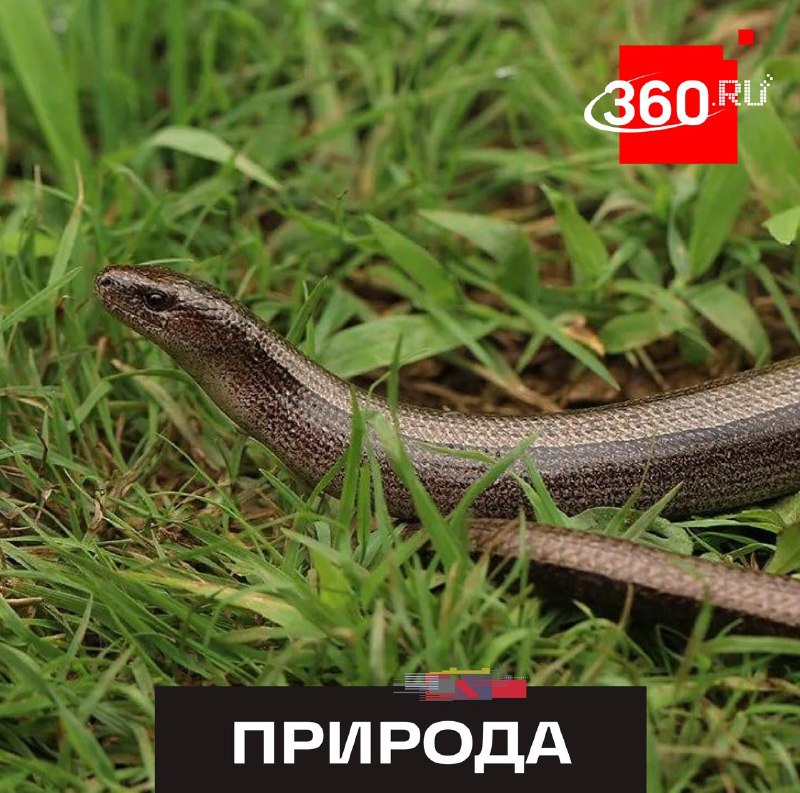 В «Лосином Острове» нашли вымершую безногую ящерицу
