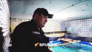 В Фергане житель разводил сиамских акул в подвале жилого дома