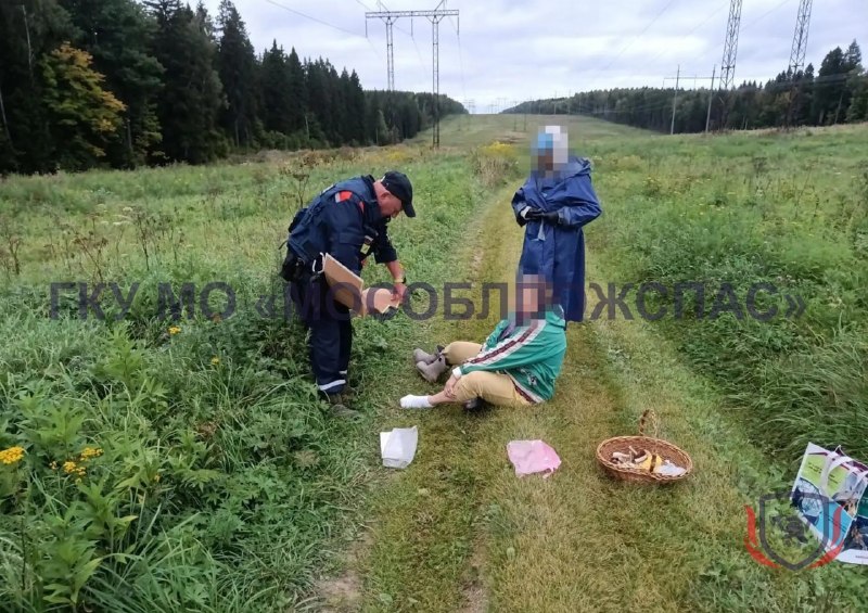 В Подмосковье женщина обратилась к спасателям после укуса змеи во время сбора грибов