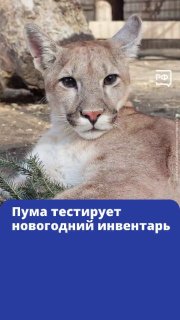 Саян из Барнаульского зоопарка начал готовиться к Новому году