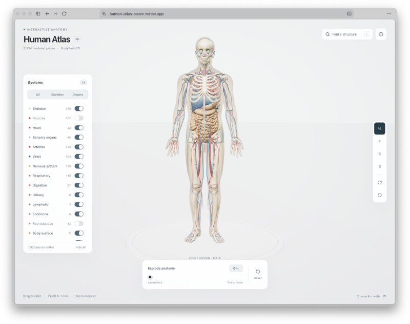 Нейросеть Astra создала детализированный 3D-атлас человеческого тела