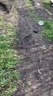 Кадры прилета FPV-дрона по пикапу противника на Донбассе