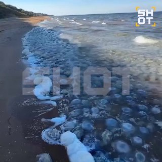 Нашествие ядовитых медуз на пляжах Кубани и Крыма