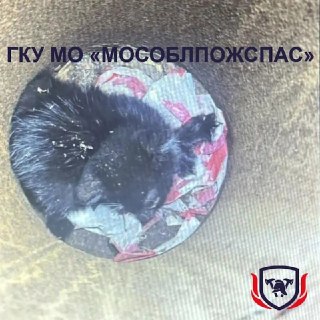 В Подмосковье спасатели с помощью пылесоса достали котёнка из трубы фонарного столба