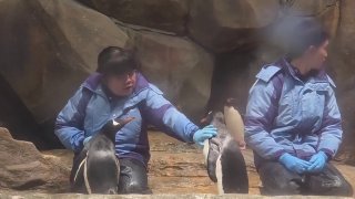 Обычный день в Китае: два пингвина-драчуна устроили битву в зоопарке