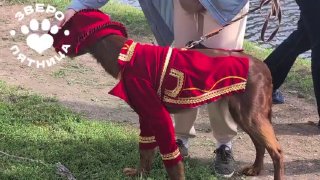 Звериный модный показ на «Коломна фесте» в Петербурге