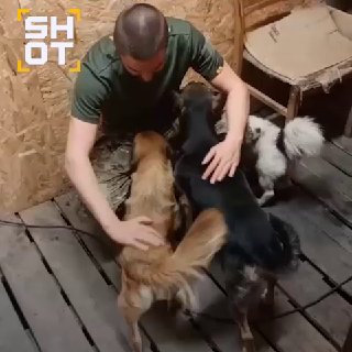 Российские военные спасли двух собак в зоне СВО