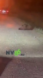 В ХМАО автомобиль сбил медведя