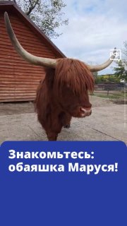 Знакомство с Марусей — шотландской коровой из Барнаульского зоопарка