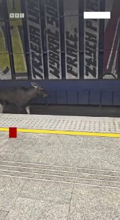 Лось забрел на центральную станцию варшавского метро и остановил движение поездов