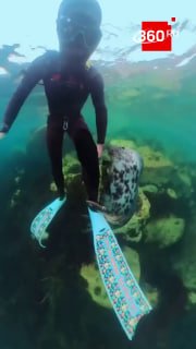 Дайвер снял на видео невероятно дружелюбную нерпу в Приморье