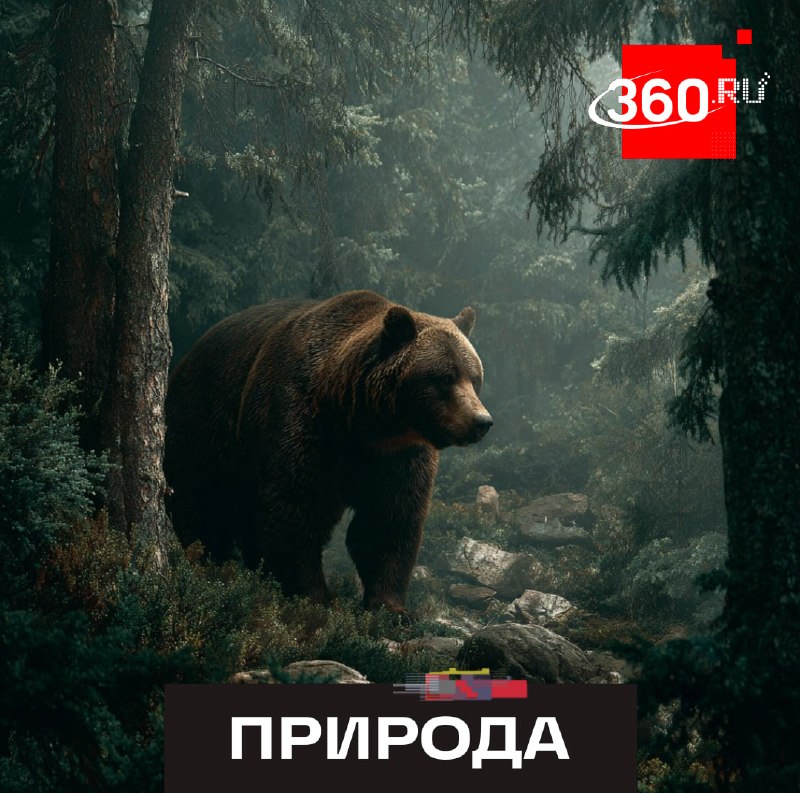 В Сибири медведи могут не уйти в спячку из-за погоды, в Бурятии и Братске отстрелили 13 опасных хищников