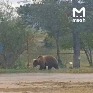Жительница Забайкалья лишилась iPhone и получила штраф за фейковое фото медведя