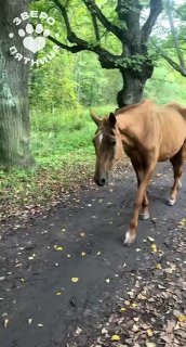 В Петергофе у Ольгинского канала гуляют две бродячие лошади