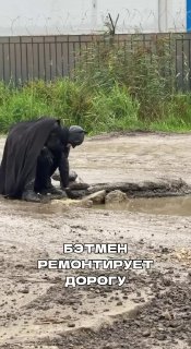 Бэтмен взялся за ямы на дорогах в Шушарах