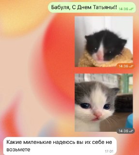 Внуки поздравили бабушку с Татьяниным днём и скинули стикеры котят