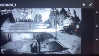 Медведь-спринтер напугал село под Иркутском