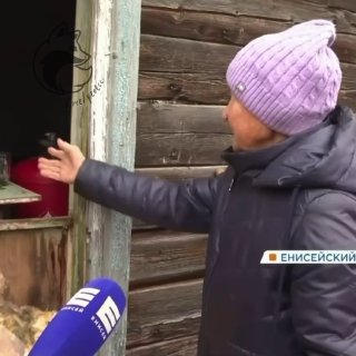 Пенсионерка из Красноярского края защитилась от медведя, выбившего окно