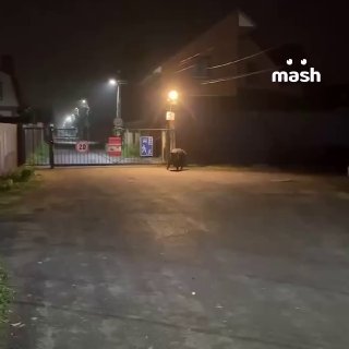 В Москве и Подмосковье кабаны начали выходить к домам и дорогам из-за начала брачного сезона
