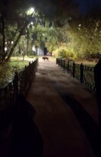 Перевозбуждённые дикие свиньи кошмарят Москву, Подмосковье и Ленобласть