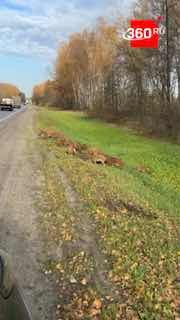 Десятки кабанят резвились на обочине в Подмосковье