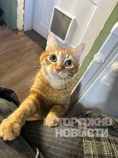 Сожитель украл больного кота у сотрудницы котокафе в Москве, чтобы манипулировать девушкой.