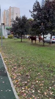 В Подмосковье лошади сбежали из конноспортивного клуба, владельцу грозят последствия
