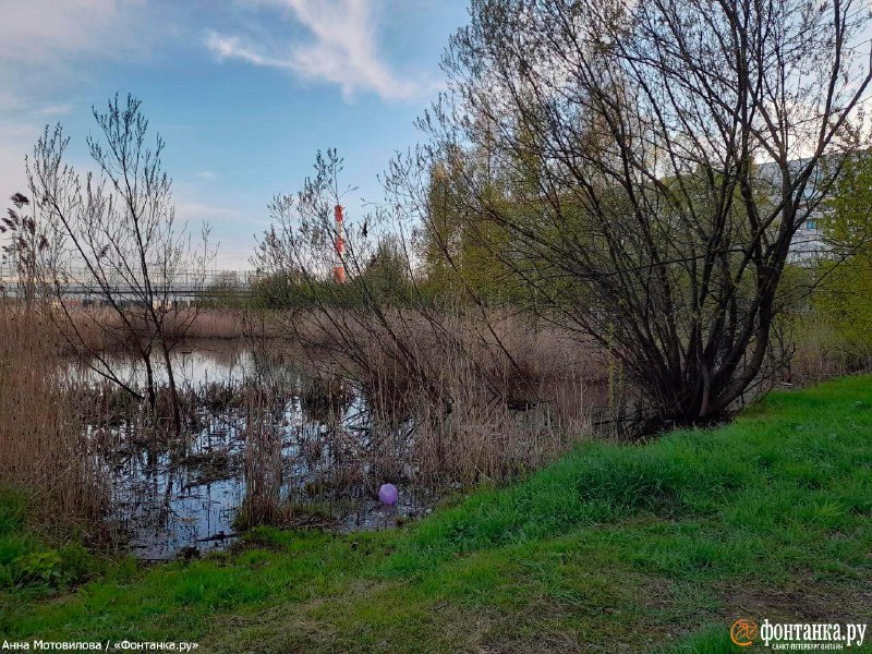 В Санкт-Петербурге передумали засыпать пруд и планируют благоустроить сквер.