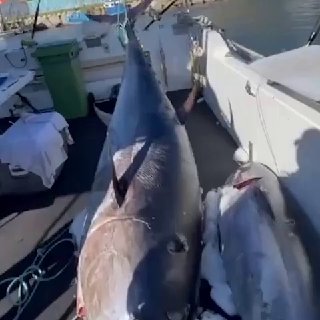Рыбаки поймали огромного тунца у Курильских островов, стоимость которого оценивается в 160 миллионов рублей.