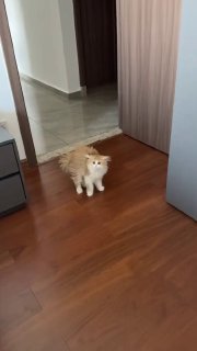 Котёнок отреагировал на новую стрижку хозяйки, успокоившись после того, как услышал её голос.