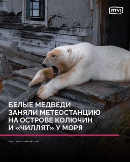 Белые медведи облюбовали заброшенную метеостанцию на Чукотке