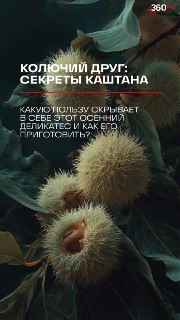 Каштан как источник калия и полезный продукт