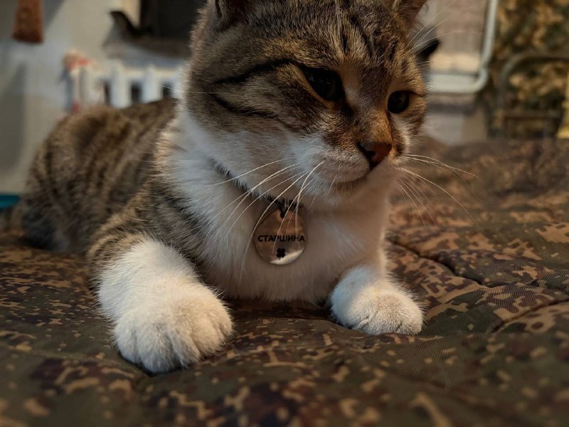 Кот "Кот" выполняет задачи на Сумском направлении