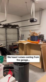 Еноты устроили забастовку в доме американцев