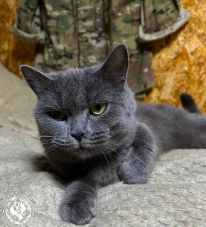 Иллюстрация 4