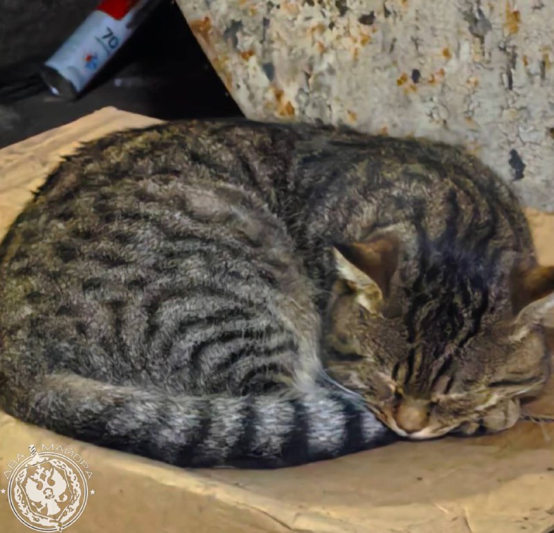 Иллюстрация 5