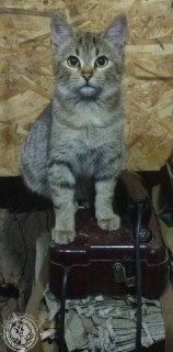 Иллюстрация 9