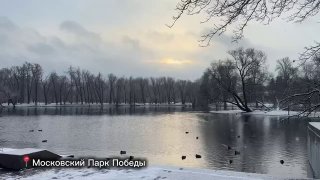 В Петербурге усилили контроль за выгулом собак в Парке Победы