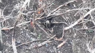 Сообщения о самоликвидации военнослужащего ВСУ на Сумском направлении