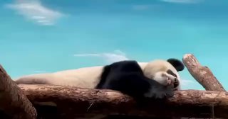 Панда Катюша дала советы по проведению выходных