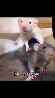 Китайский бренд снеков назвал сотрудников "крысами"