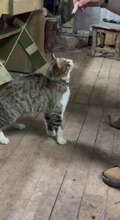 Боевые коты ВС РФ проходят обучение